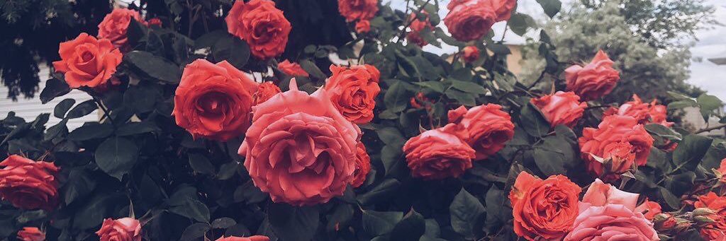 lauribeth_10's profile banner image