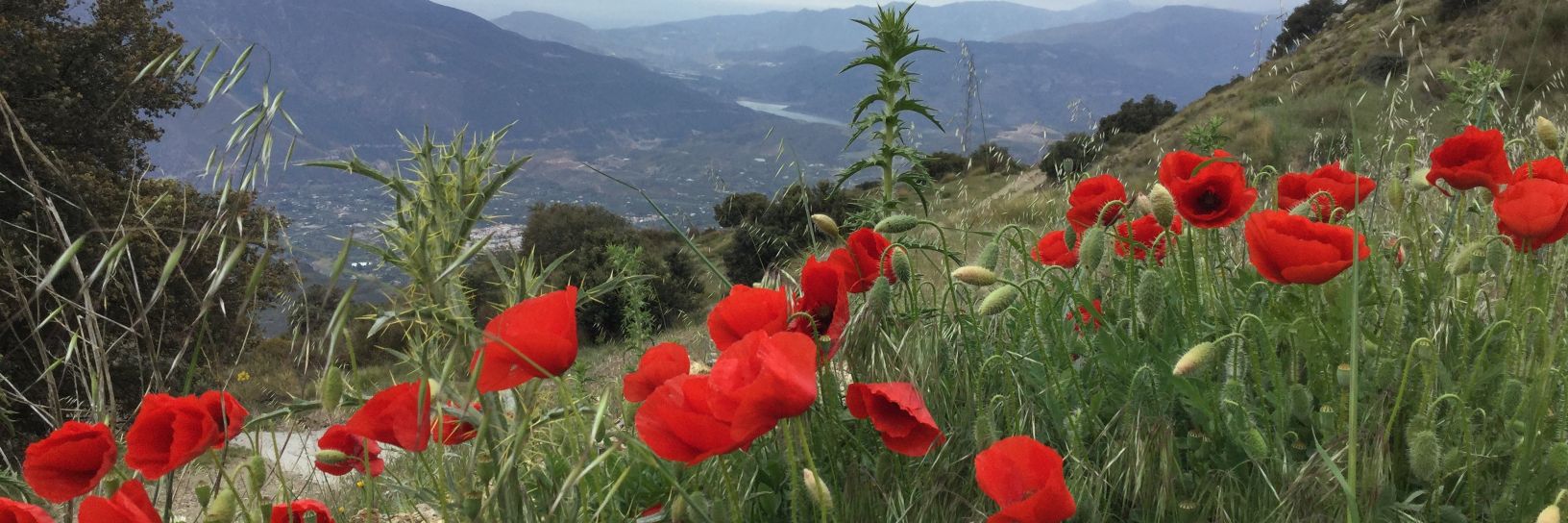 Almudena Ocaña banner