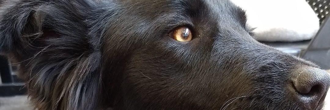 DaiPizzo's profile banner image