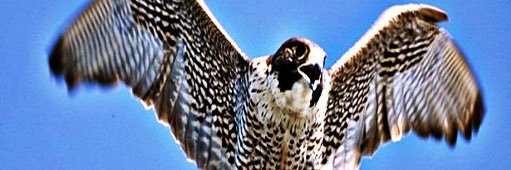 Falconn229's profile banner image