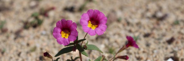 naomibot Profile Banner