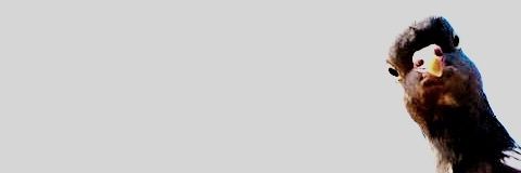 not a scary pigeon banner