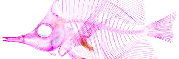 FishFun_Jen Profile Banner