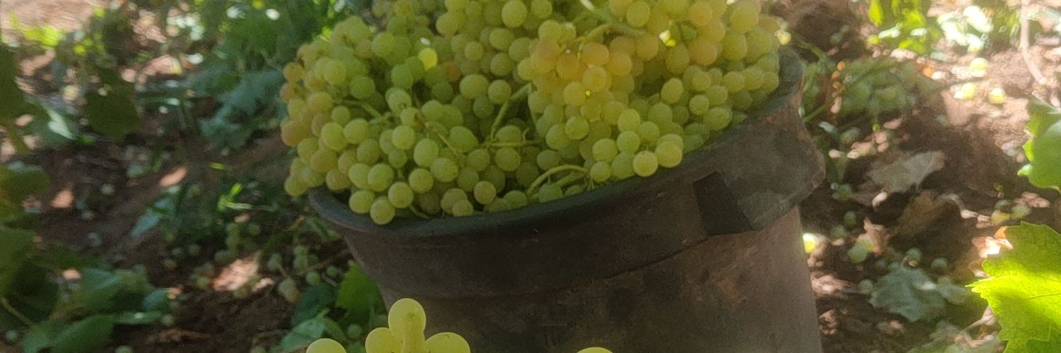BerryDeri's profile banner image
