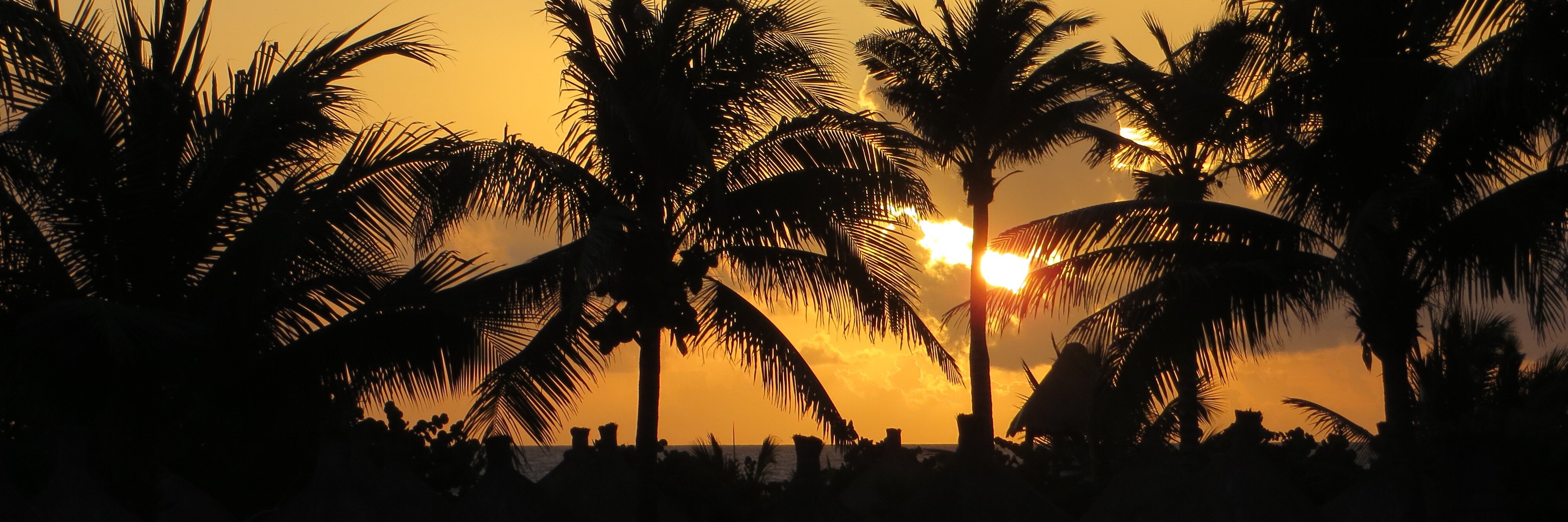 AlisonDankers's profile banner image