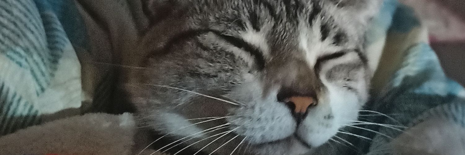 allthelonelypp's profile banner image