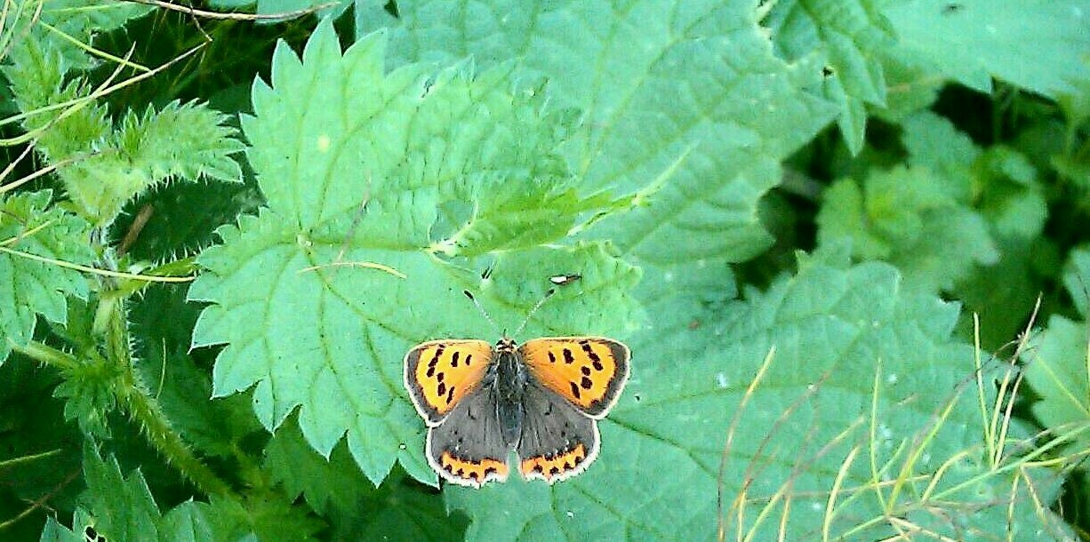 Glos Moth Group banner