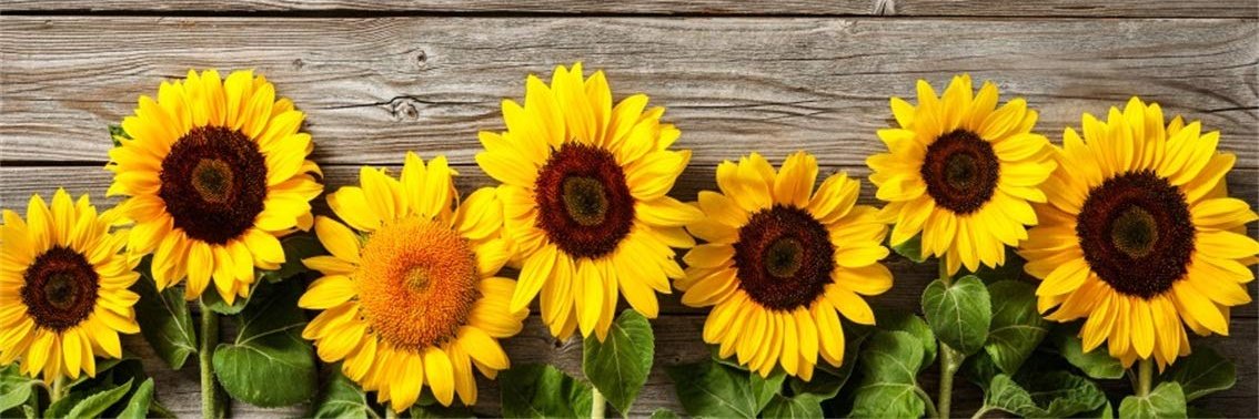 GingerPrewitt's profile banner image