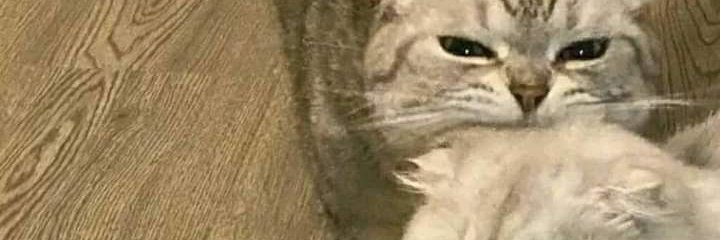 TOeydamvipz's profile banner image