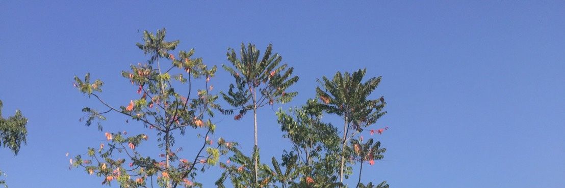 ployypunch banner