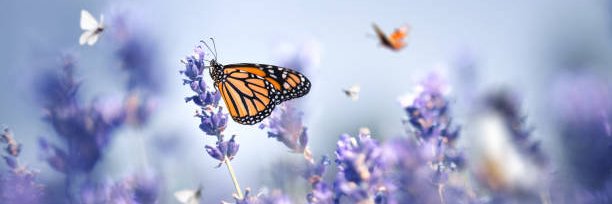 Love Medeiros banner