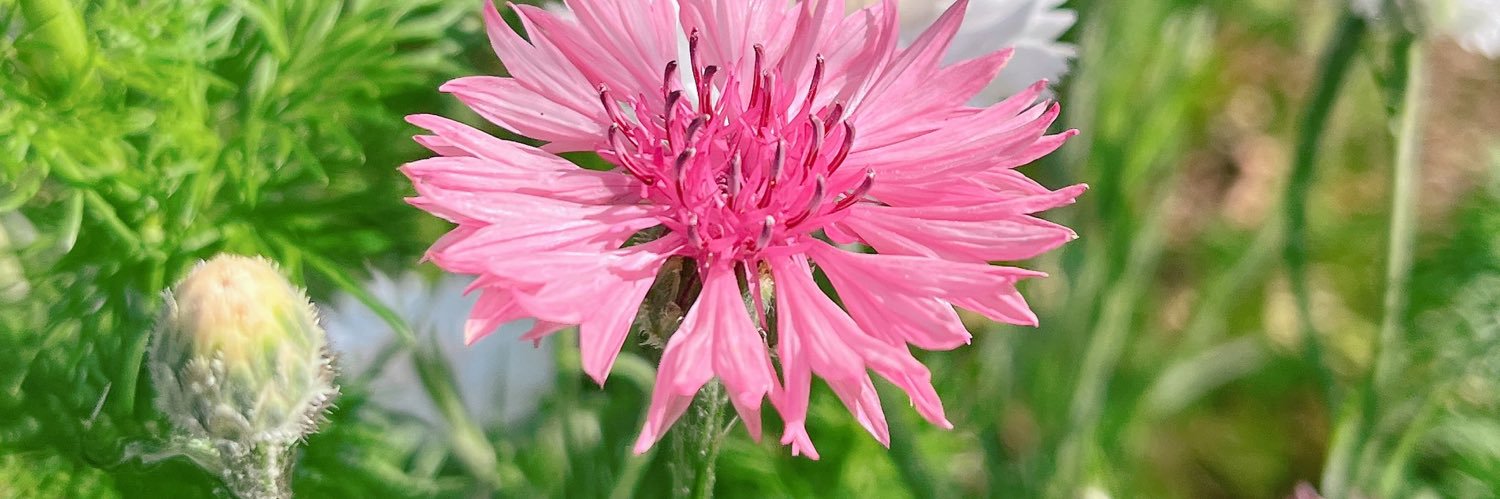 なこちゃん banner