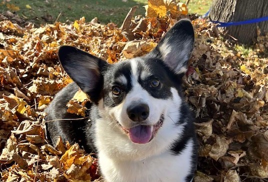 Cynthia Belliveau banner