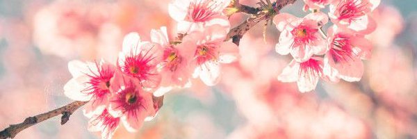 May🌸 Profile Banner