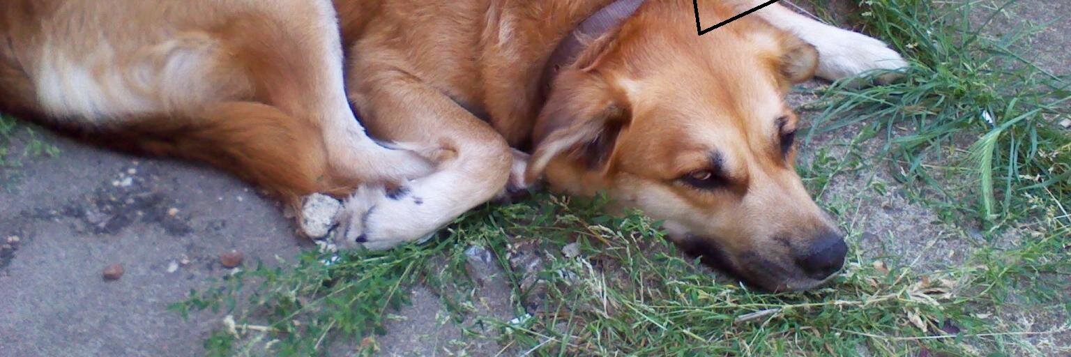 errolthecat's profile banner image