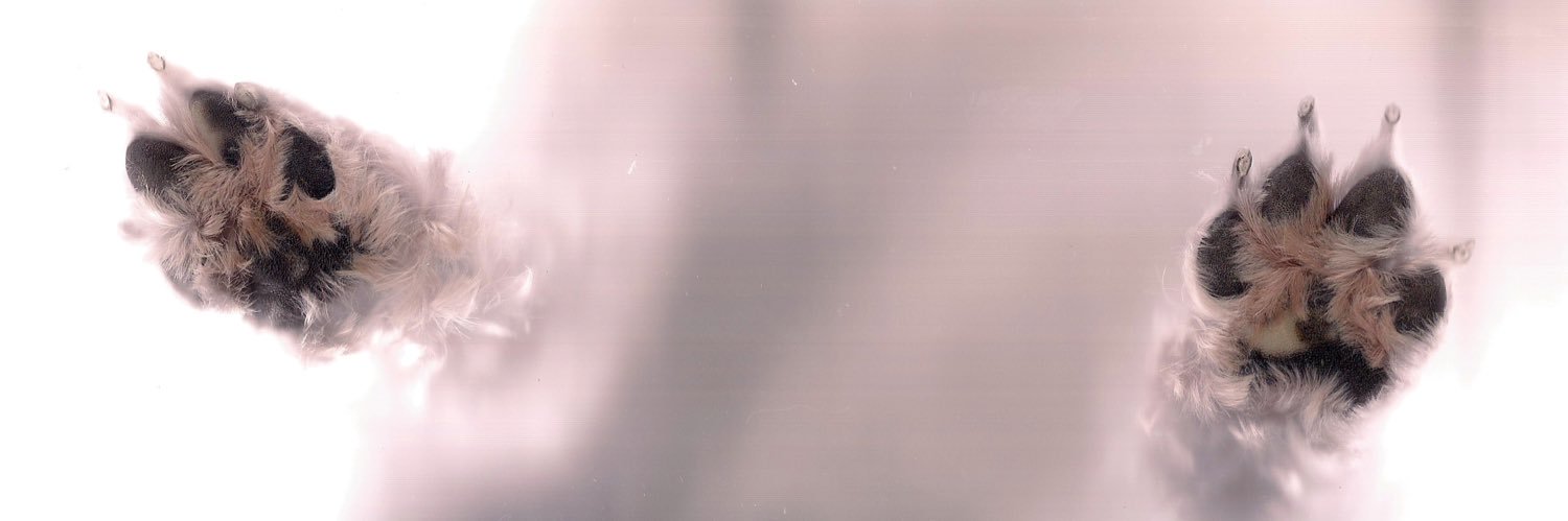 CHAtherapper's profile banner image