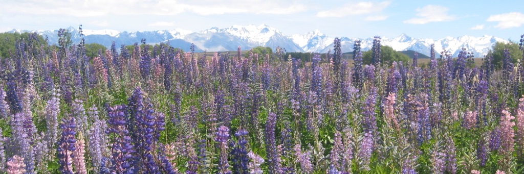 Russell Burcombe banner