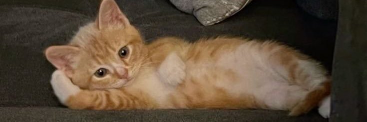 manu made in cotia banner