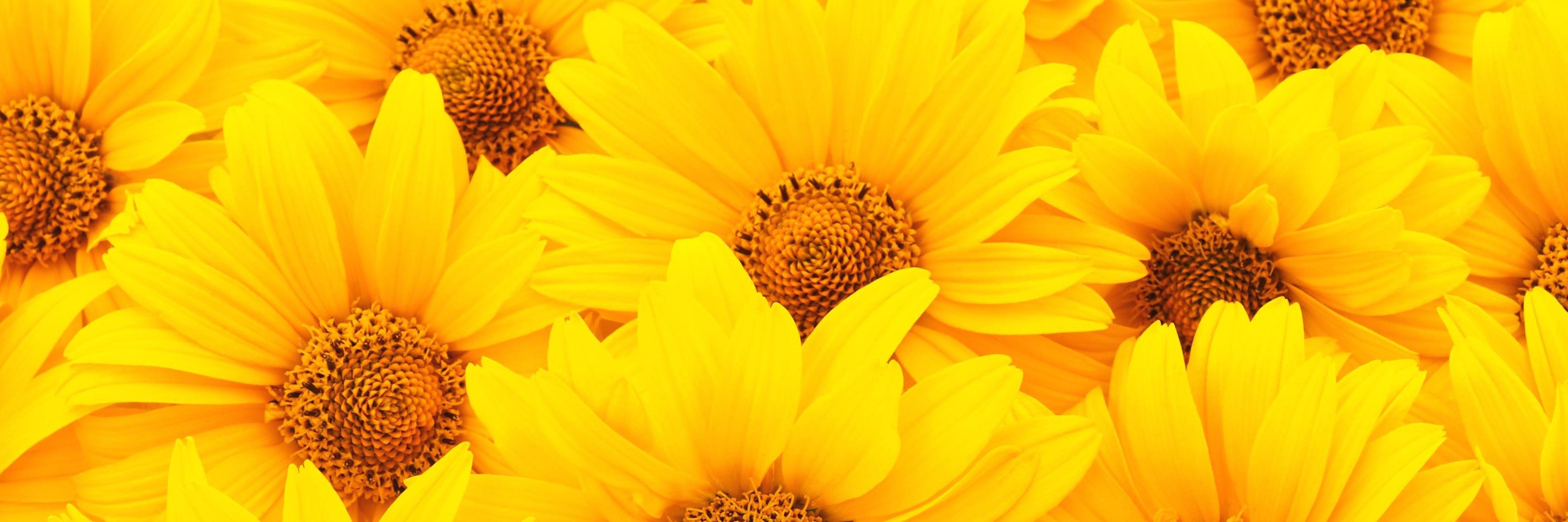 Healing Natural Oils banner