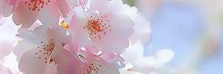 fff_nono's profile banner image