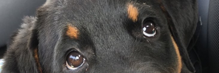 eileenalil's profile banner image