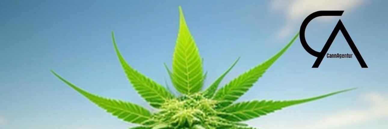 CIATV420's profile banner image