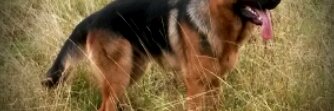 ibbygags's profile banner image