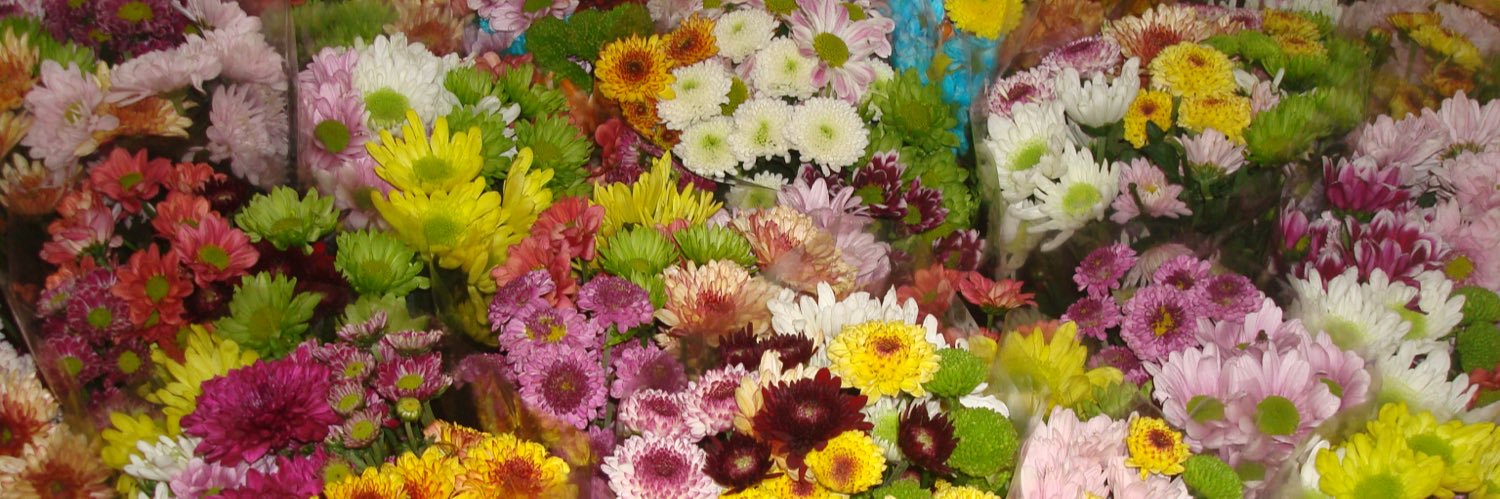 hoelynics's profile banner image