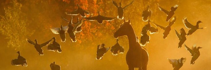 GncSrd's profile banner image