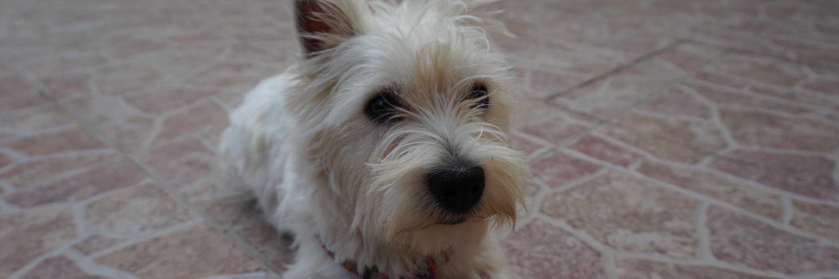 De Perros banner
