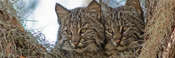 dangerpylons Profile Banner