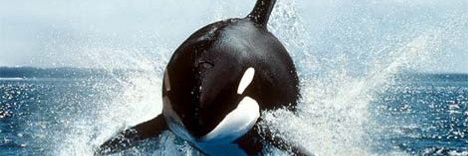 Bucky_Animals's profile banner image
