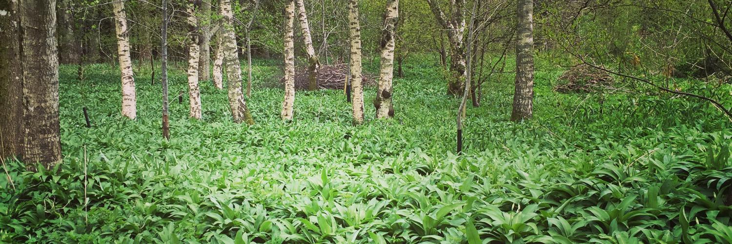 Mícheál de Barra banner