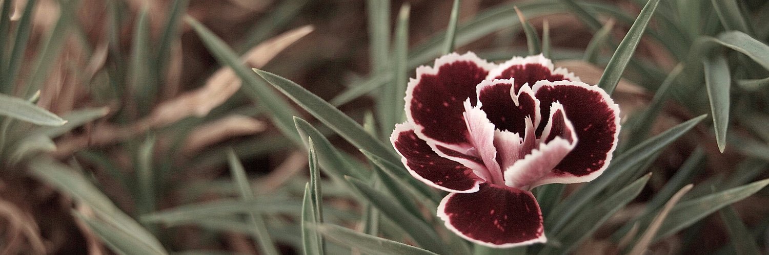 Marco Sforza ⛩ banner