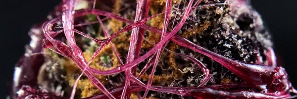 chewberto420 Profile Banner