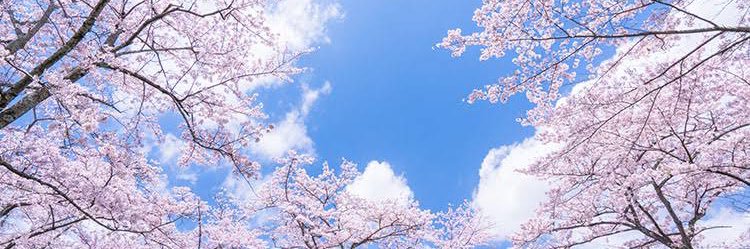 TARONAGAI's profile banner image