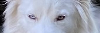 Bridlebitrose's profile banner image
