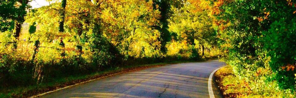 ViolaGorelli's profile banner image