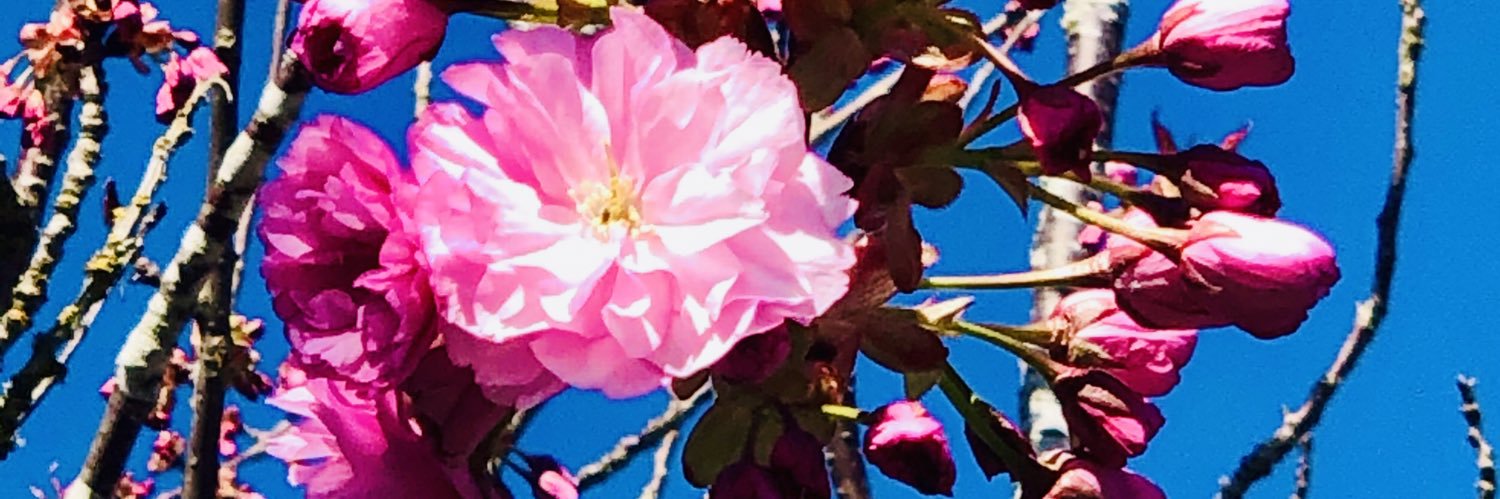 biancalmuller's profile banner image