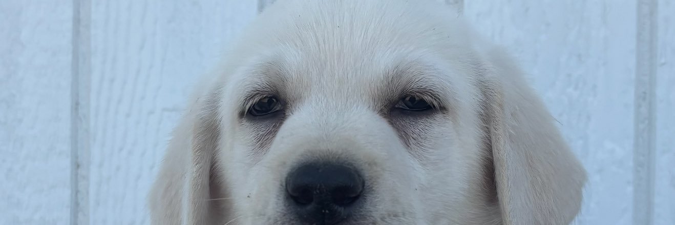 saucedachon's profile banner image