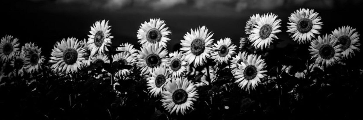 dakotaerickson's profile banner image