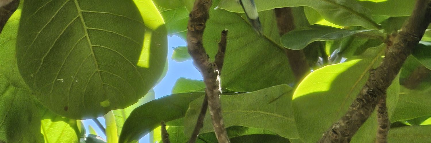 PedroJAN's profile banner image