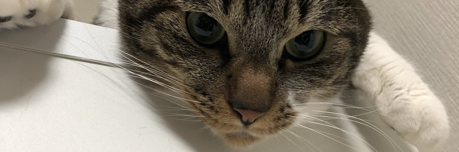すくすく育つ あいえ🐈 banner