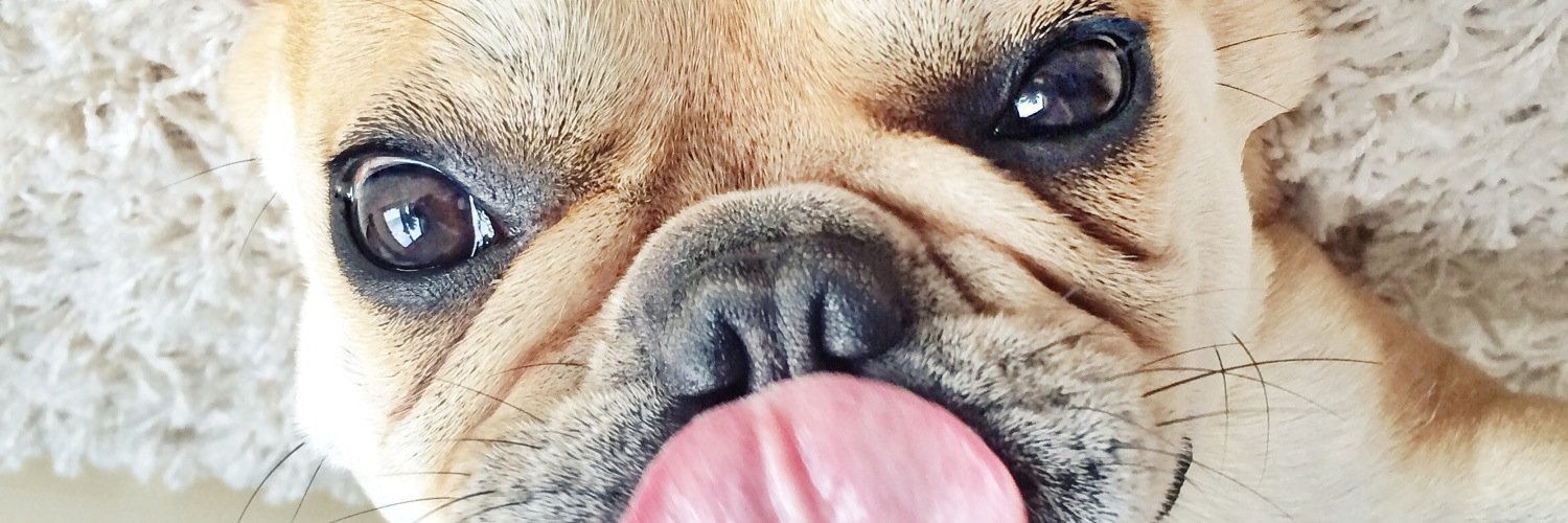 cesar_frenchie's profile banner image