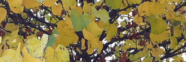 Isik__Ozel Profile Banner