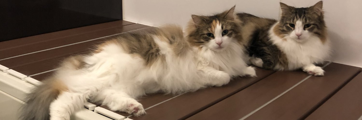 猫みつを's banner