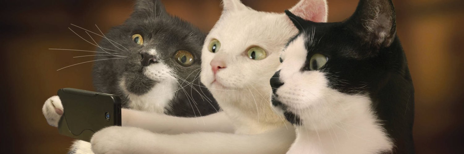 котёнок banner