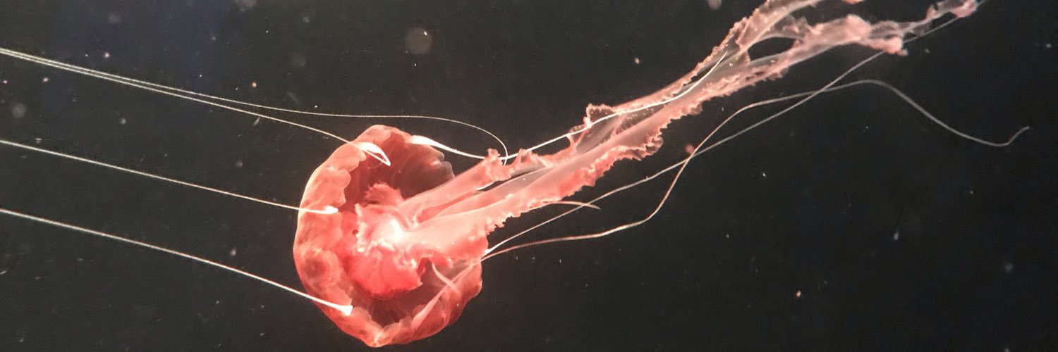 Ray banner