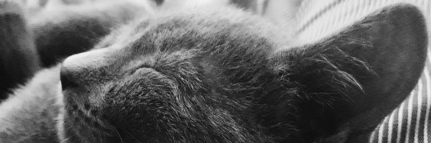 FioBosio's profile banner image