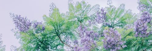 Cody Mcdowell banner